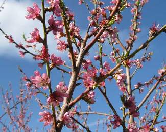 Peach Blossoms in the spring